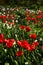 Red Poppies