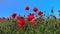 Red poppies against the blue sky