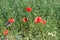 Red poppies on the agricultural field