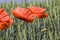 red poppies in the agricultural field