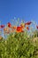 red poppies in the agricultural field