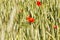 red poppies on agricultural land
