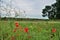 Red poppies. Agriculture in Taman.