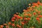 Red Poppies Along a Corn Meadow