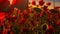 Red poppies. Anzac background. Poppy field, Remembrance day, Memorial in New Zealand, Australia, Canada and Great