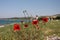 Red Poppies at Anzac Cove, Gallipoli