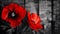 Red poppies as a symbol of memory for the fallen in the war. VE-Day, World War remembrance day. Generative AI