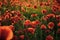 Red poppies background.