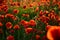 Red poppies background.