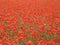 Red poppies background