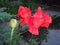 Red poppies on the background of an artificial pond.