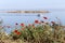 Red poppies on the background of the sea