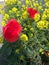 Red poppies on a background of yellow flowers