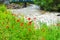 Red poppies on the bank of a wide stormy and fast river in the Caucasus