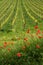 Red Poppies and beautiful vineyards in Chianti region during spring season in Tuscany, Italy