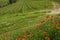 Red Poppies and beautiful vineyards in Chianti region during spring season in Tuscany, Italy