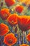 Red poppies big flowers close up Macro poppy flower painting