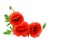 Red poppies Binomial name: Papaver rhoeas, common names: common poppy, corn poppy, corn rose, field poppy