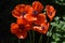 Red Poppies Black Background