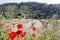 Red poppies bloom on blurred background of vineyards and hills. terroir concept