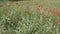 Red poppies bloom on the field.