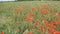 Red poppies bloom on the field.