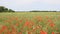 Red poppies bloom on the field.