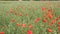 Red poppies bloom on the field.