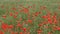 Red poppies bloom on the field.