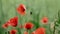 Red poppies in bloom on a green field