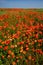 Red poppies bloom vibrantly amidst tall green grasses, contrasting the expansive blue sky