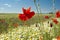 Red poppies bloomed in a green meadow against a blue sky