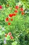 Red poppies blooming