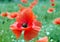 red poppies blooming on the field.