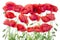 Red poppies border