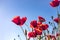 Red poppies buds and flowers in the sunlight against blue sky