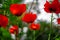 Red poppies. Buds of wildflowers and garden flowers. Red poppy blossoms. Bud bottom view. Copy space