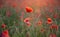 Red poppies. Buds of wildflowers and garden flowers. Red poppy blossoms. Field of poppies. Background for postcards. Nature in the