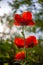 Red poppies. Buds of wildflowers and garden flowers. Red poppy blossoms. Field of poppies. Background for postcards. Nature in the