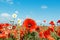 Red poppies and chamomiles under blue sky