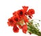 Red poppies common names: common poppy, corn poppy, corn rose,