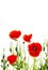 Red poppies common names: common poppy, corn poppy, corn rose, field poppy, Flanders poppy, red poppy, red weed, coquelicot