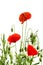 Red poppies common names: common poppy, corn poppy, corn rose, field poppy, Flanders poppy, red poppy, red weed, coquelicot