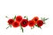 Red poppies common poppy, corn poppy, corn rose, field poppy, Flanders poppy, red weed, coquelicot on white background