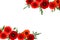 Red poppies common poppy, corn poppy, corn rose, field poppy, Flanders poppy, red weed, coquelicot on white background
