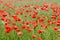 Red poppies in a cornfield