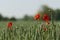 Red poppies in a cornfield