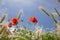 Red Poppies in cornfield with blue sky