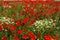 Red poppies and daisies field