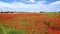 Red poppies, Danish countryside I